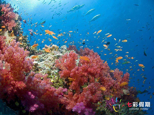 斐济珊瑚海岸